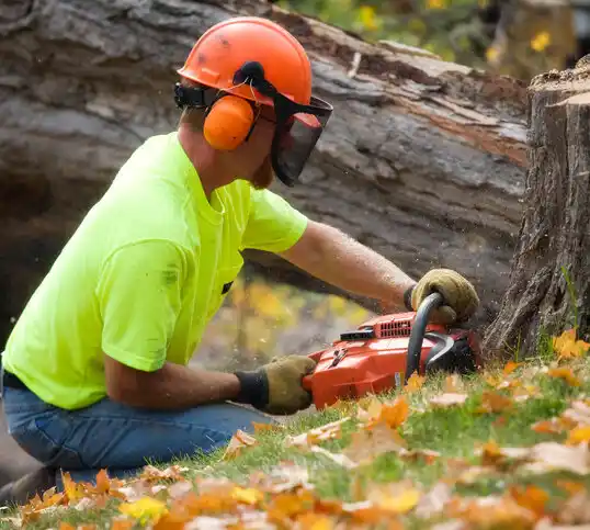 tree services Crystal Beach